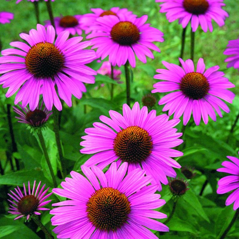 Echinacea/Rudbeckia purpurea Primadonna Deep Rose. Solhatt. -Frø-