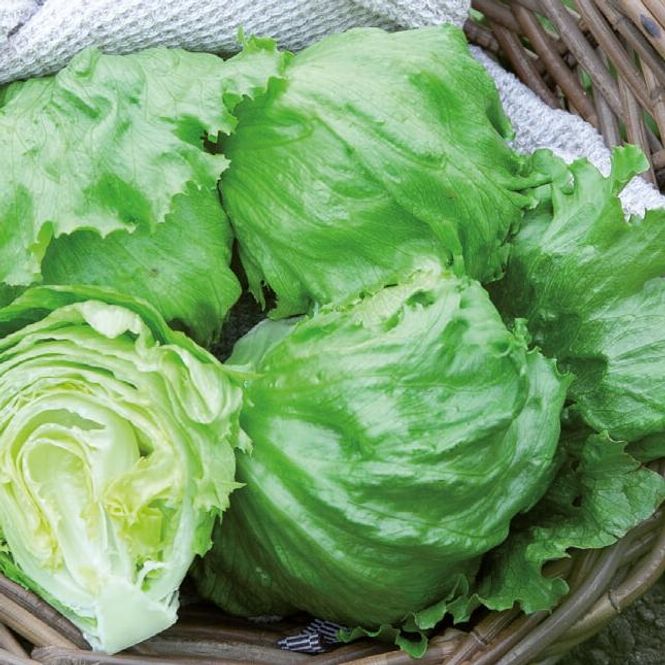 Hovedbilde Salat/isbergsalat Great lakes 118 -Frø-