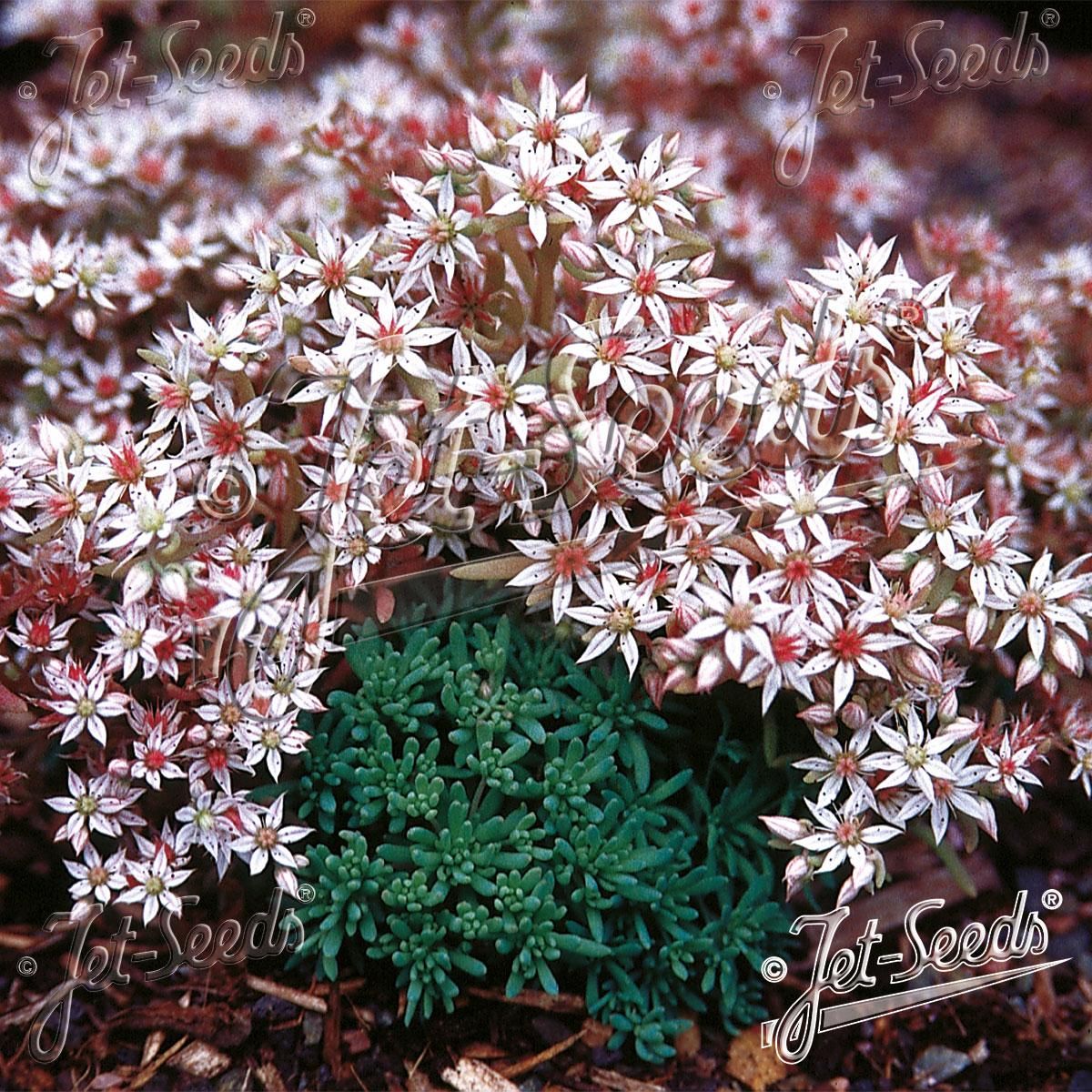 Sedum hispanicum -Frø-