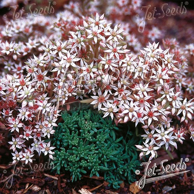 Hovedbilde Sedum hispanicum -Frø-