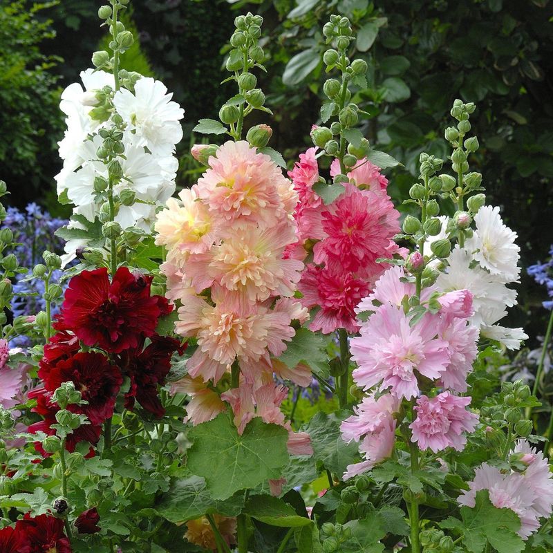 Alcea rosea Spring Celebrity Formula Mix -Frø- Stokkrose 