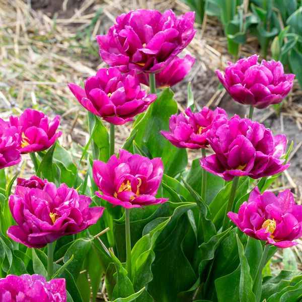 Hovedbilde Tulipan Showcase - 6 løk