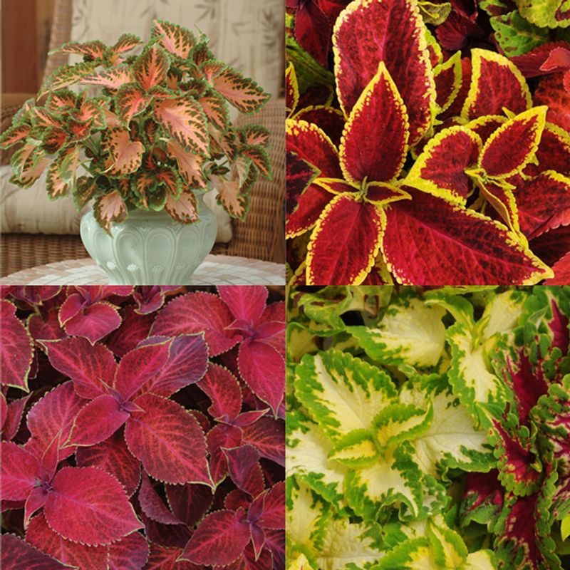 Coleus  Rainbow -Frø- Spragleplante 