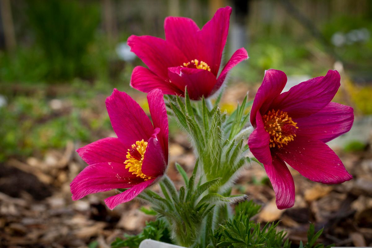 Pulsatilla vulgaris Red Bells. Kubjelle -Frø-