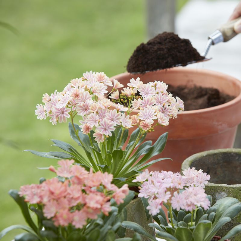 Lewisia cotyledon Mountain Dreams - 1 plante i 10,5 cm potte