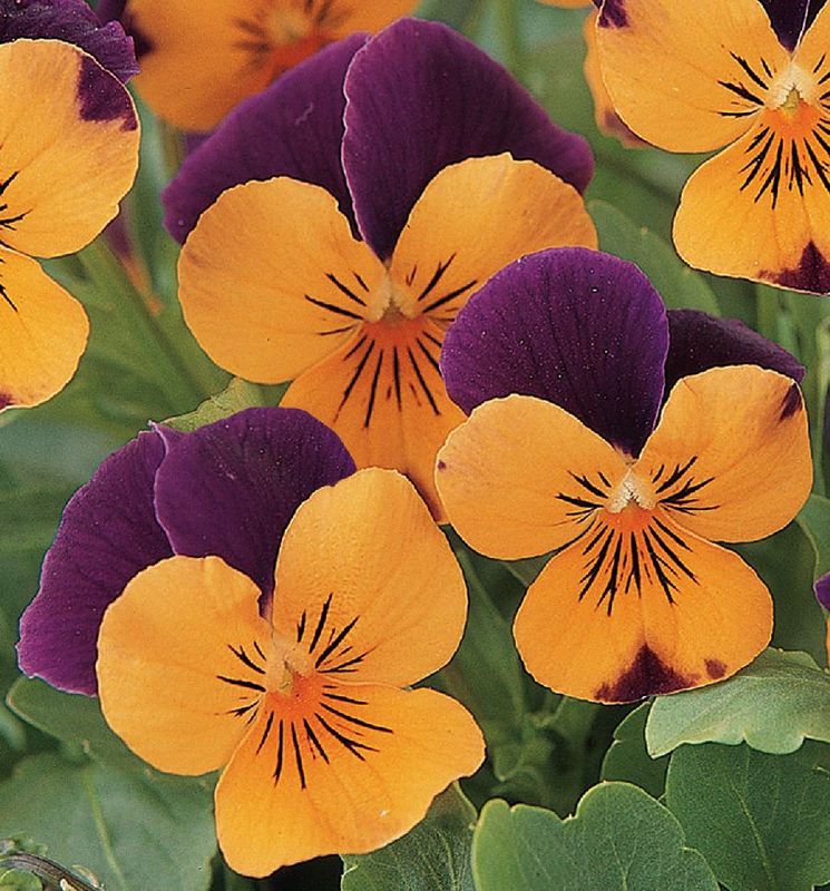 Viola cornuta Sorbet XP Orange Jump Up. Stemor - Frø -