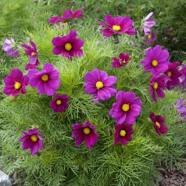 Hovedbilde Cosmos bipinnatus Candyfloss Red. Pyntekorg - Frø ...