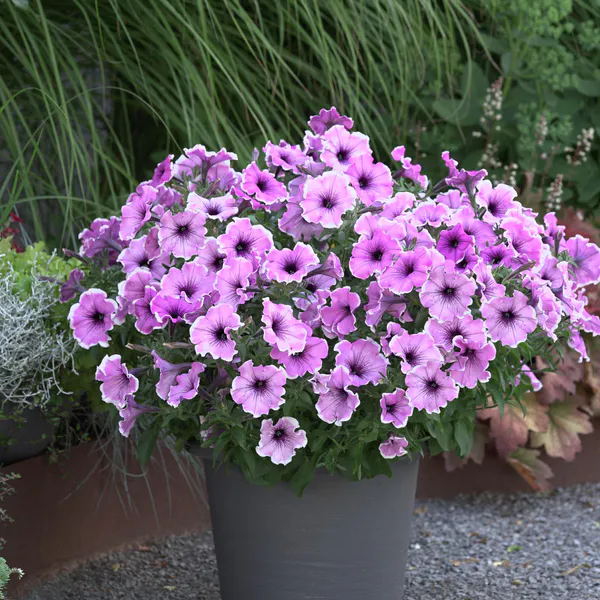 Hovedbilde Petunia Famous Lavender Blush. 1 plante i 10,5 cm ...