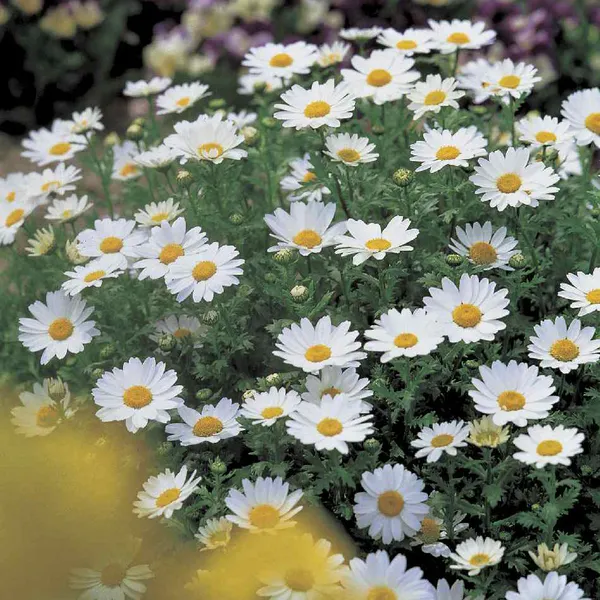 Hovedbilde Chrysantheum Paludosum Snowland -Frø- Margeritt
