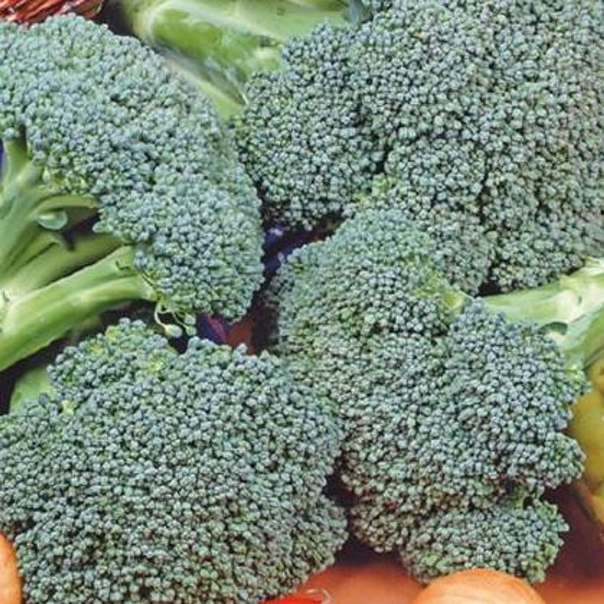 Brokkoli Marathon F1 -Frø-