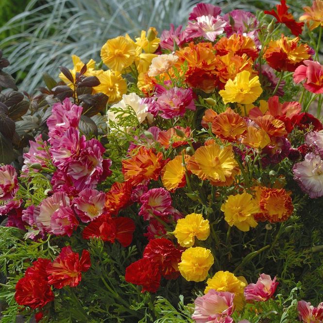 Hovedbilde Eschscholzia californica XL Jelly Bean. ...