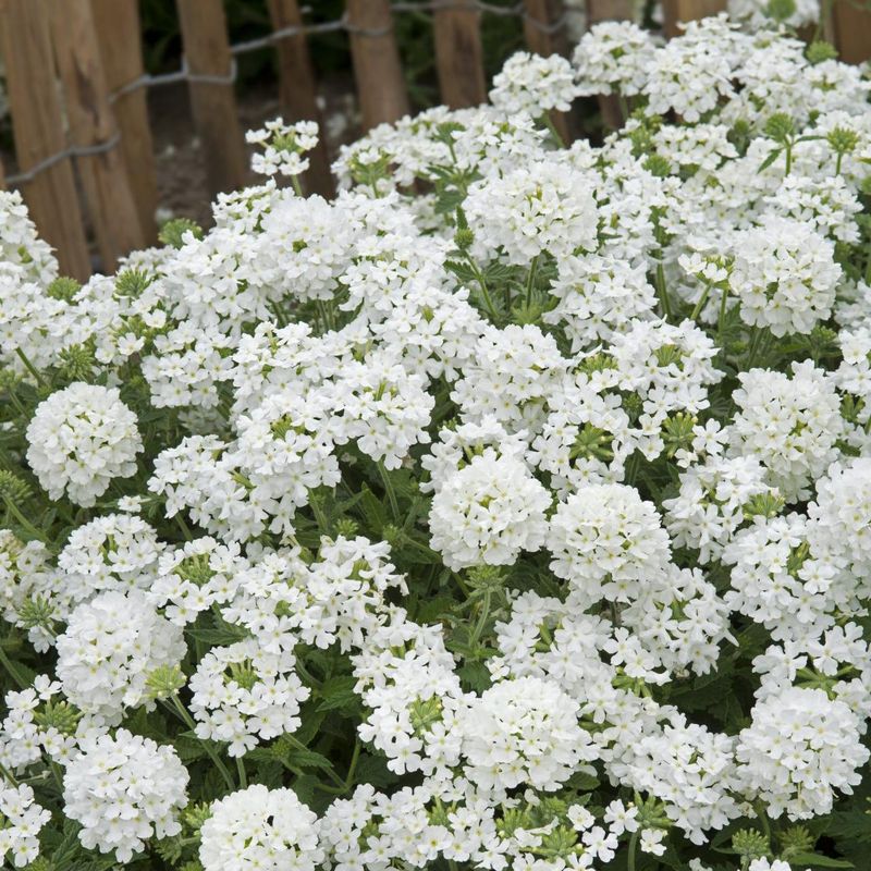 Verbena hybrida Scentsation White - Frø -