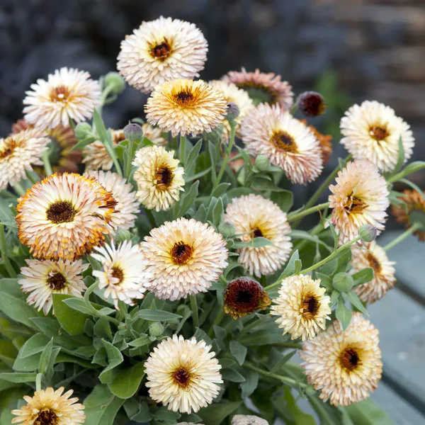 Hovedbilde Calendula officinalis Pygmy Buff. Ringblomst - ...