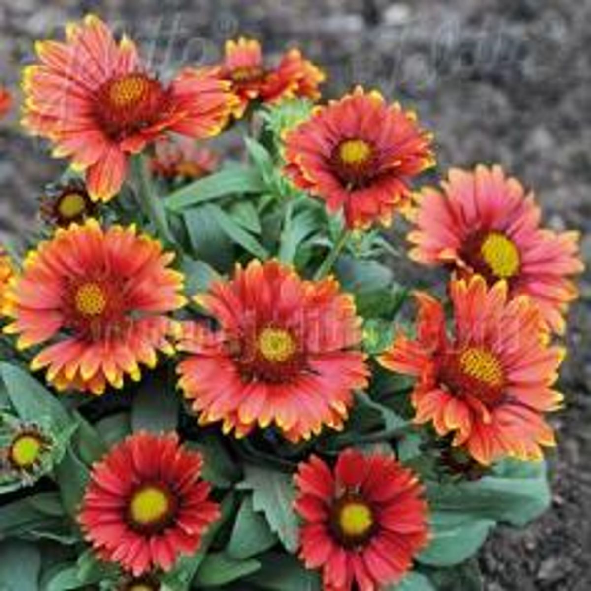 Gaillardia aristata Arizona Red Shades. Kokardeblomst - Frø -