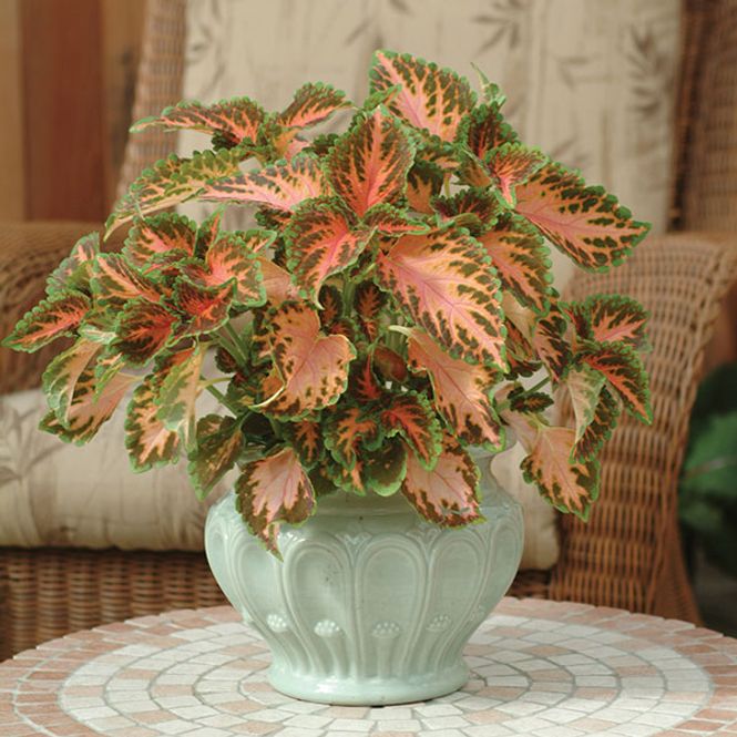 Hovedbilde Coleus Wizard Coral Sunrise -Frø-  Spragleplante