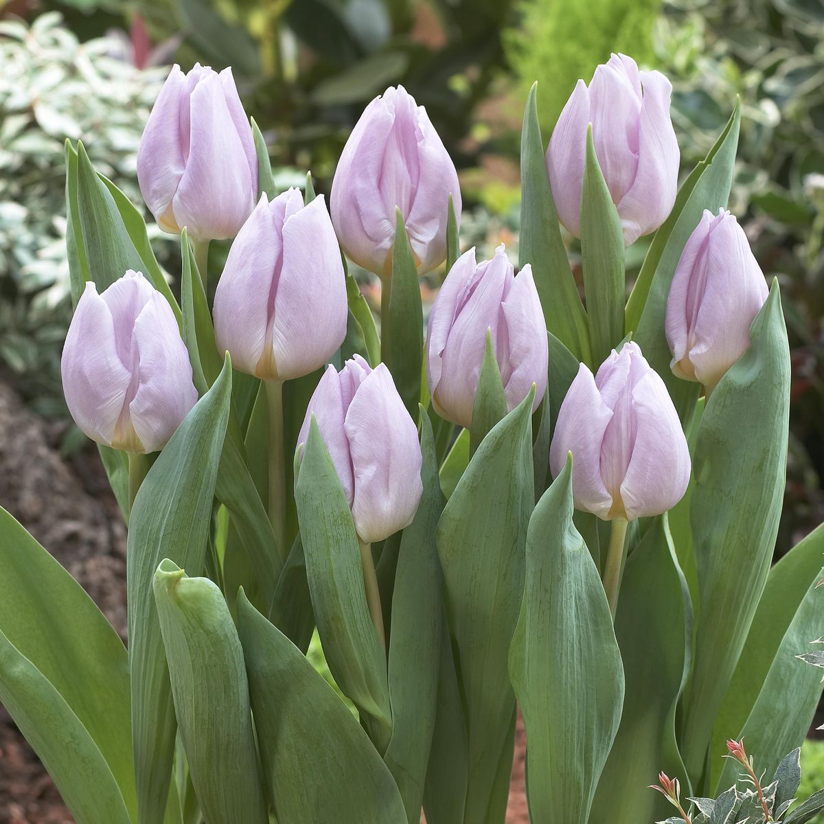 Tulipan Candy Prince  6 løk