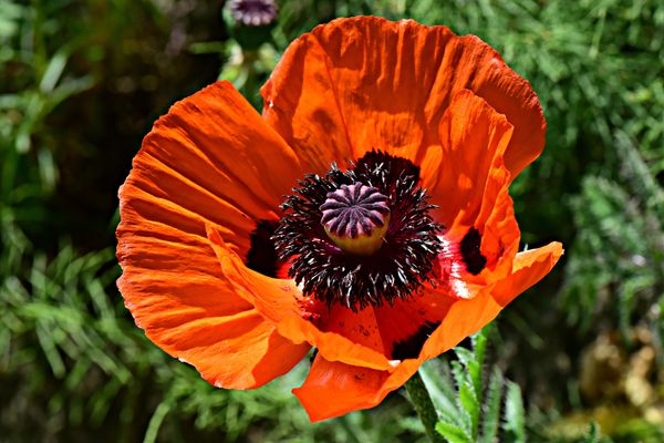 Hovedbilde Papaver orientale-hybrid Prince of Orange. Valmue ...