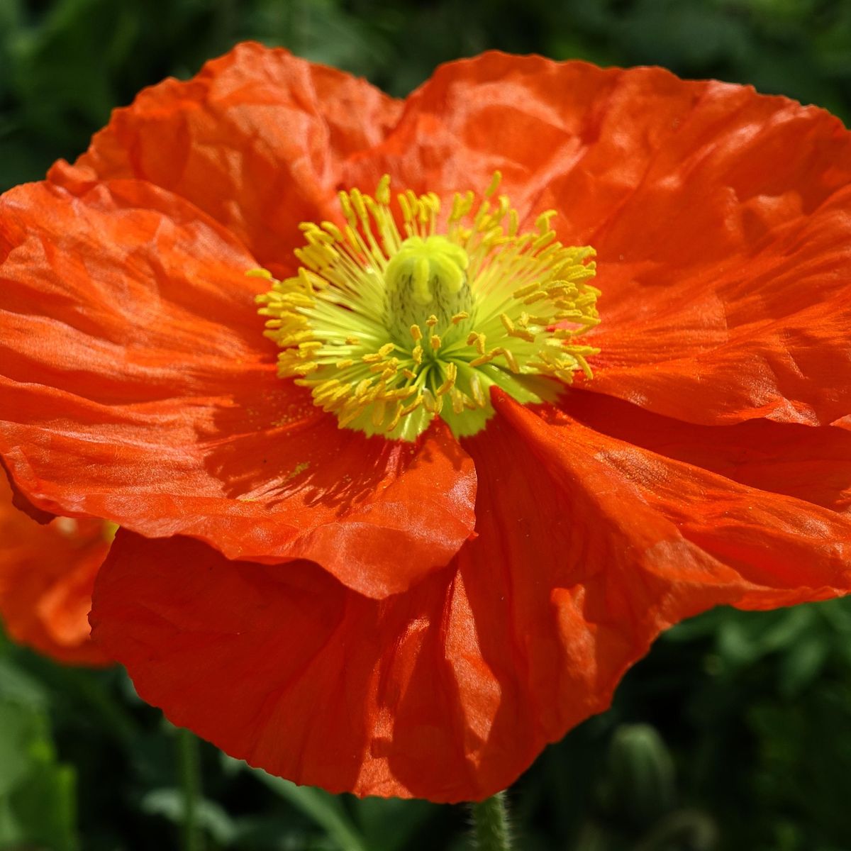 Papaver nudicaule-hy. Champagne Bubbles F1 Scarlet. Valmue - Frø