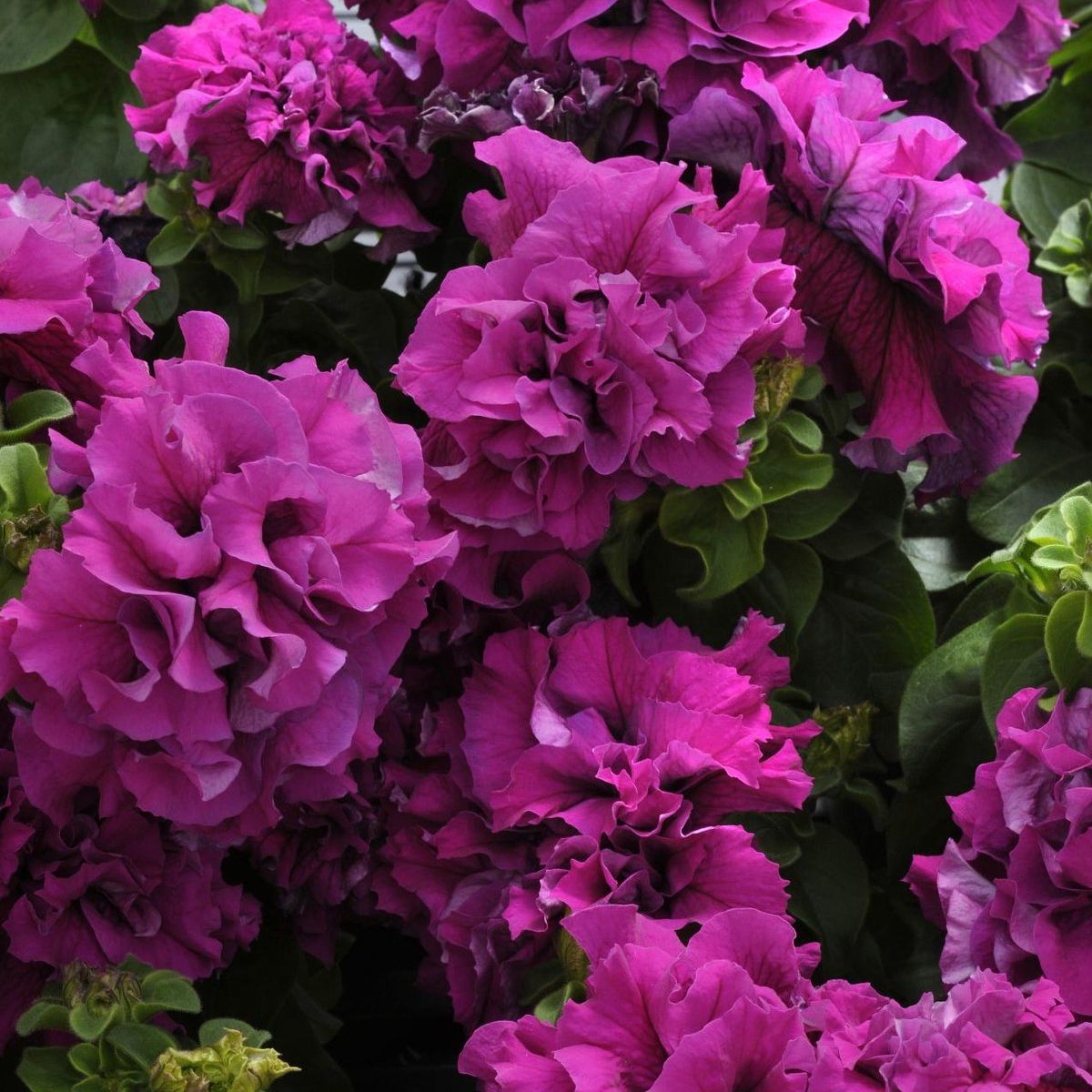 Petunia grandiflora Double Cascade Burgundy  F1 -Frø-  