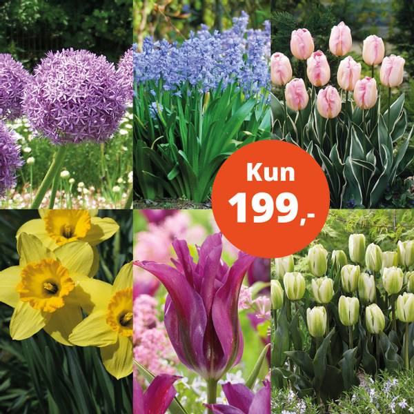 Bilde av Pakketilbud, 54 løk - kun 199,-
