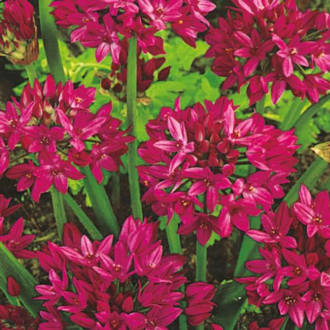 Hovedbilde Allium Ostrowskianum - 20 løk