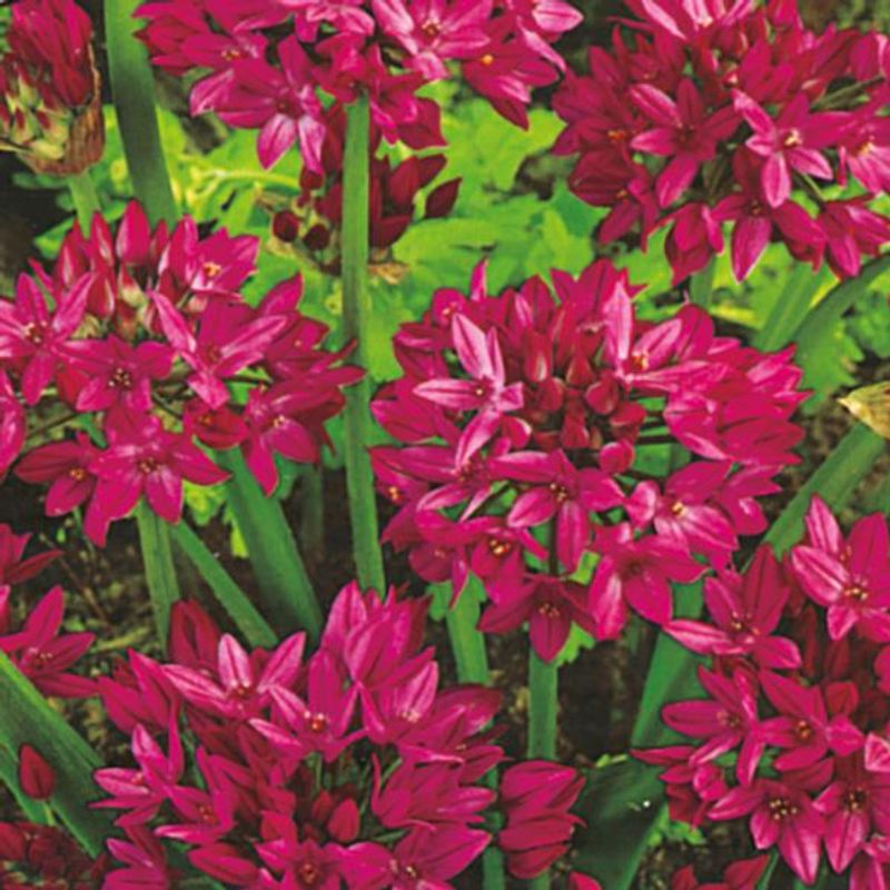 Allium Ostrowskianum - 20 løk