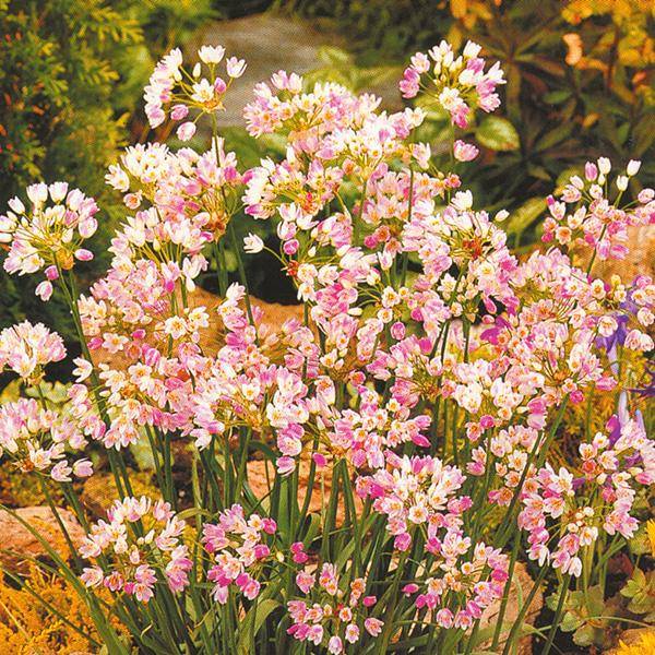 Bilde av Allium Roseum - 25 løk