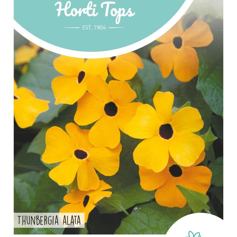 Thunbergia alata -Frø- Susanne med det sorte øyet