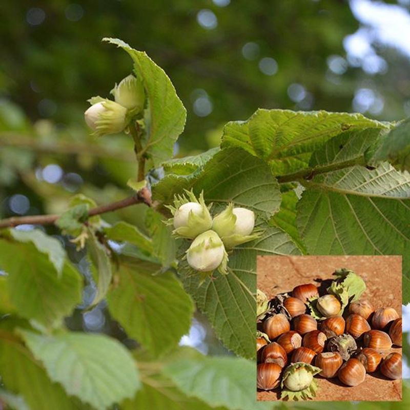 Hassel Corylus avellana Nottingham Frühe - 1 plante i 2 l potte