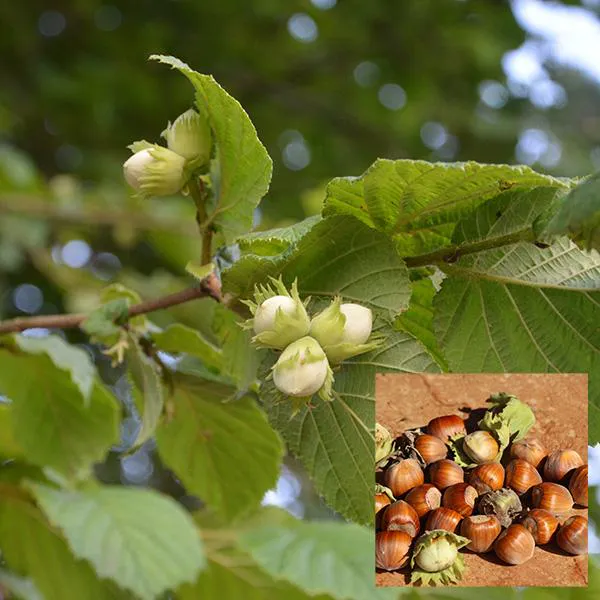 Hovedbilde Hassel Corylus avellana Nottingham Frühe - 1 ...