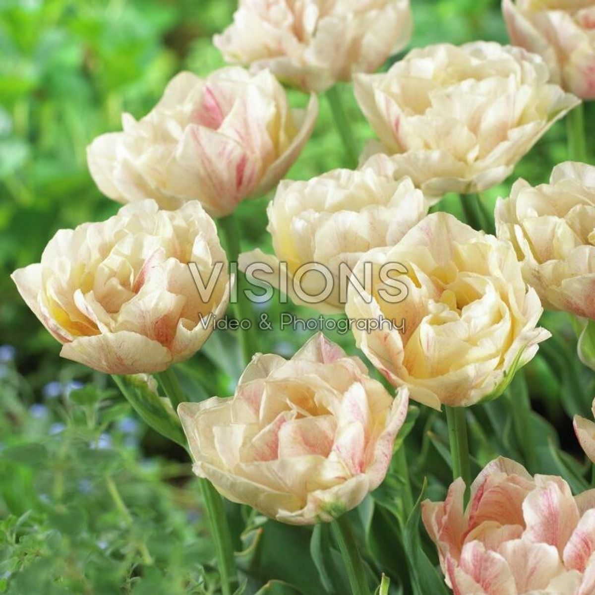 Tulipan Silk Road - 6 løk