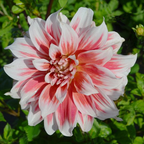 Hovedbilde Dahlia Frost Nip  - 1 knoll