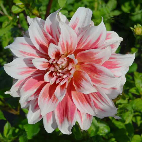 Hovedbilde Dahlia Frost Nip  - 1 knoll