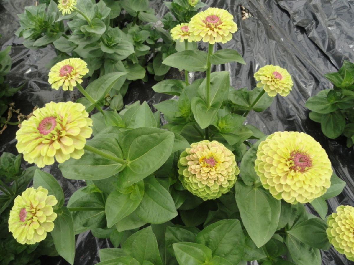 Zinnia elegans Queen Lime Blotch -Frø-
