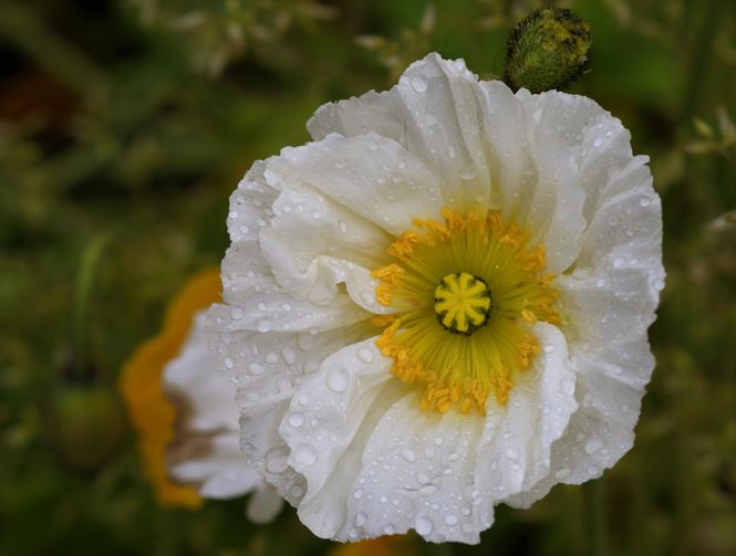 Hovedbilde Papaver nudicaule-hy. Champagne Bubbles F1. ...