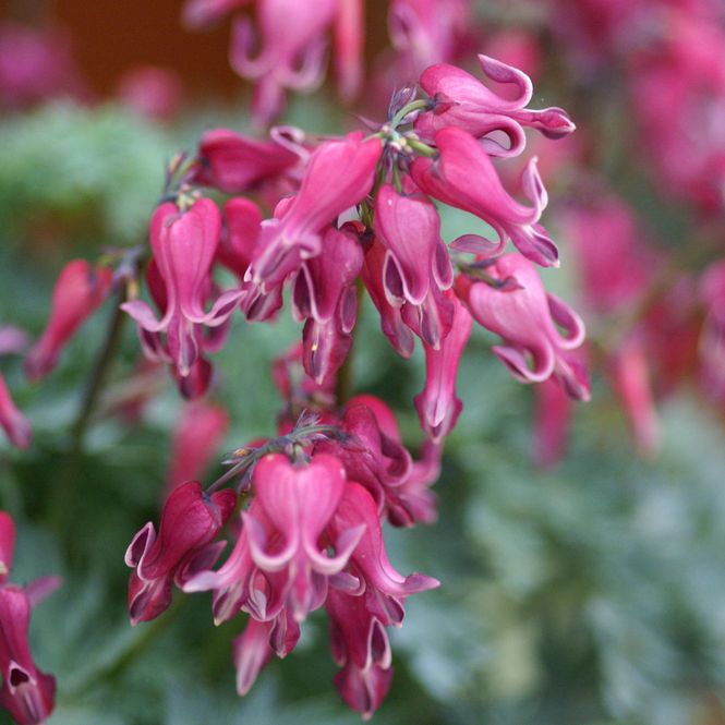Hovedbilde Dicentra Red Fountain. Småhjerte. 1 rot.