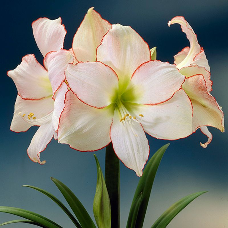 Amaryllis Picotee - 1 blomsterløk