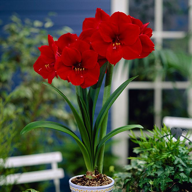 Hovedbilde Amaryllis Red Lion - 1 blomsterløk