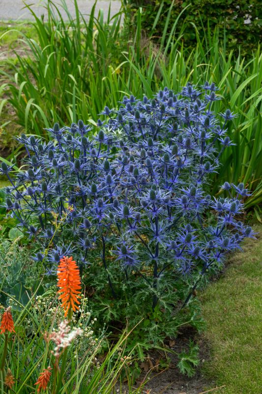 Eryngium olivierianum Big Blue. Hagestikle - 1 rot
