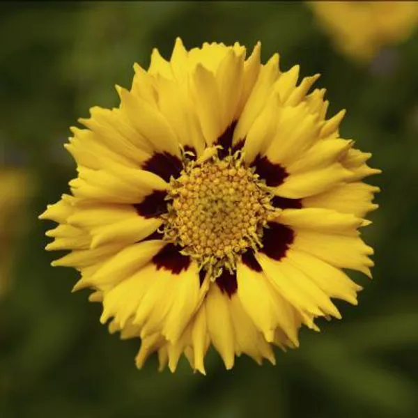 Hovedbilde Coreopsis grandiflora Andiamo. Kransvakkerøye - ...
