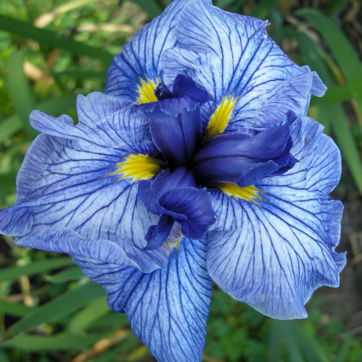 Iris ensata Don & Donna - 1 rot i pakken
