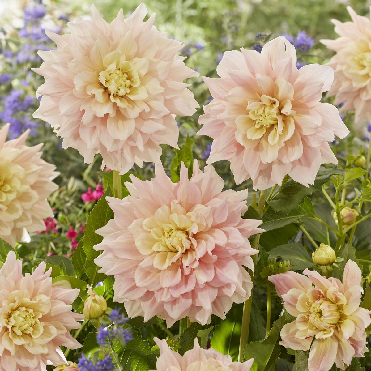 Dahlia Break Out - 1 knoll