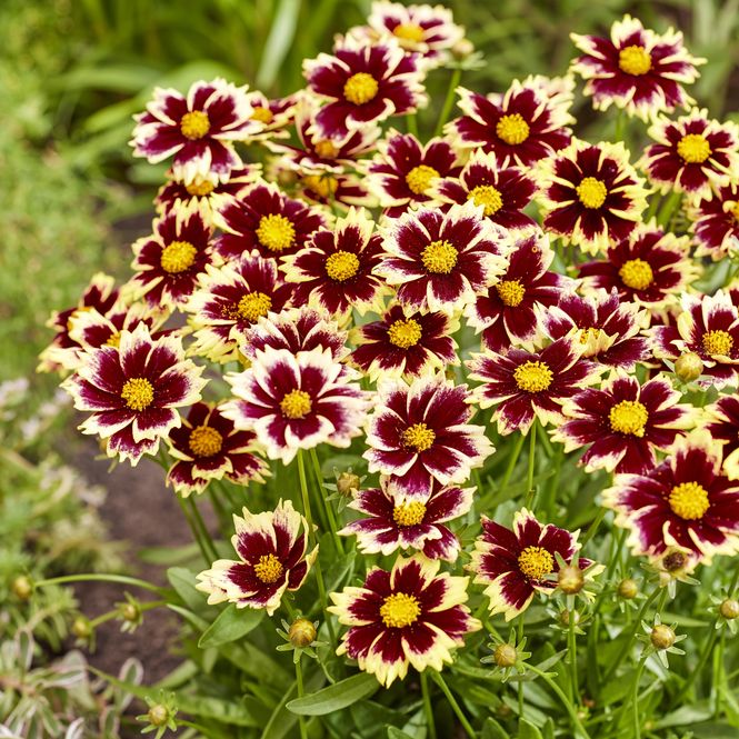 Hovedbilde Coreopsis Solar Fancy. Kransvakkerøye  1 rot
