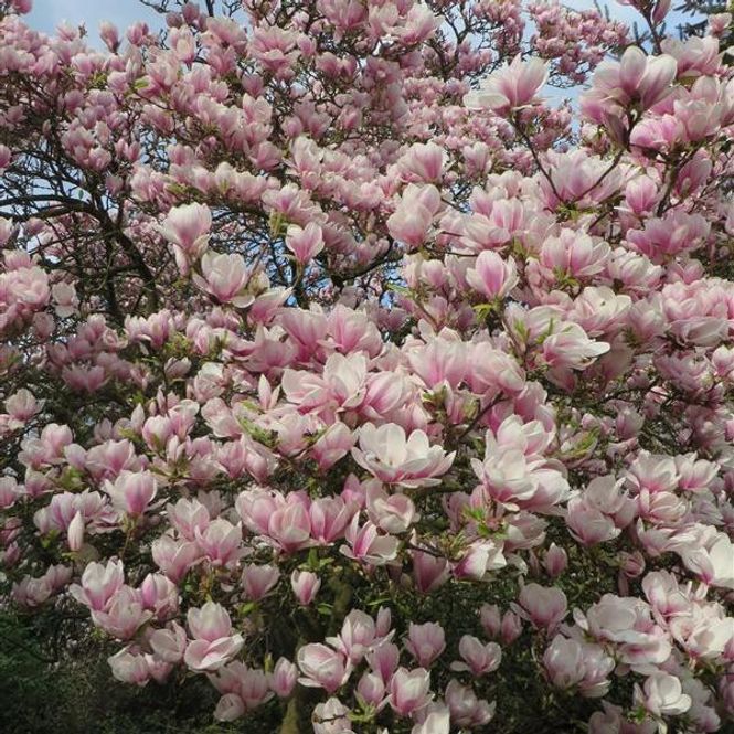 Hovedbilde Magnolia soulangeana. Praktmagnolia - 1 plante i ...