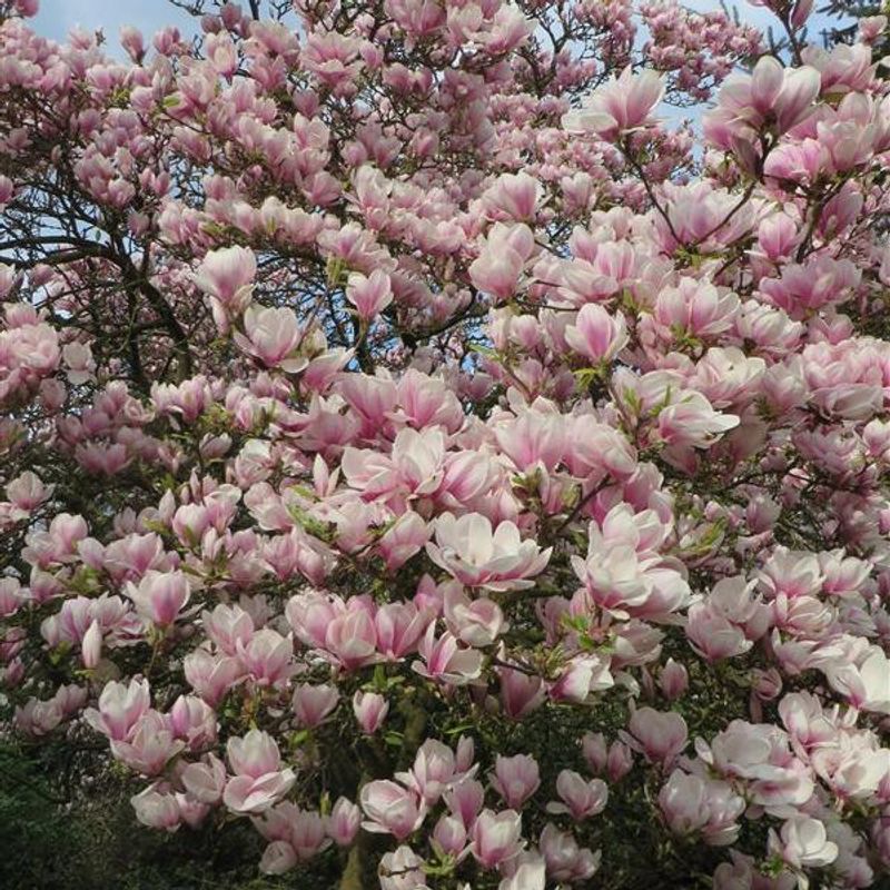 Magnolia soulangeana. Praktmagnolia - 1 plante i 9 cm potte