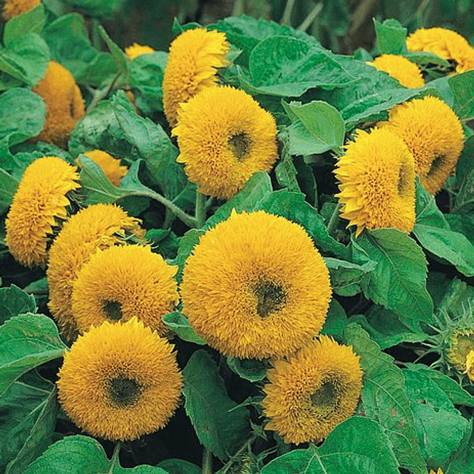 Hovedbilde Helianthus Teddy Bear. Solsikke - Frø -