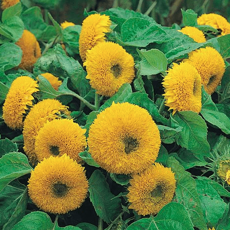 Helianthus Teddy Bear. Solsikke - Frø -