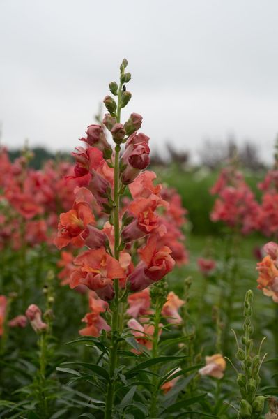 Hovedbilde Antirrhinum majus Madame Butterfly Bronze. ...