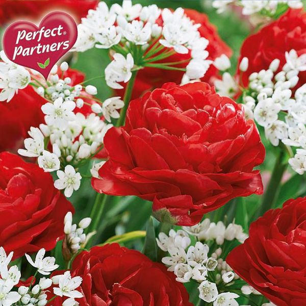 Hovedbilde Tulipan og Allium blanding. Love & Lace - 20 løk
