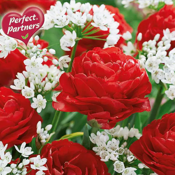 Hovedbilde Tulipan og Allium blanding. Love & Lace - 20 løk